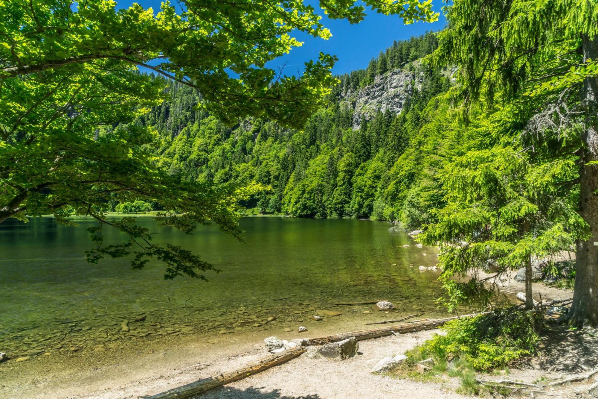 Ferienwohnung Seeblick Nr 2 5-Zimmerwohnung - Feldberg Baerental Rotwasser Eksteriør billede